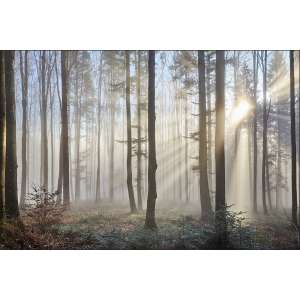 Fototapeta Las We Mgle...