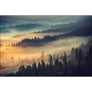 Fototapeta Las We Mgle...