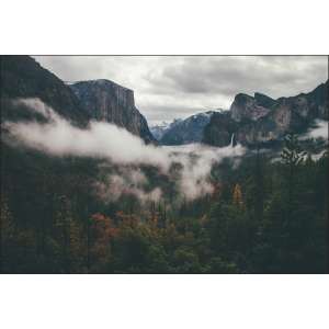 Fototapeta Las We Mgle...