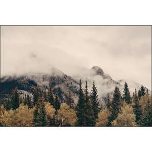 Fototapeta Las We Mgle...
