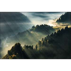 Fototapeta Las We Mgle...