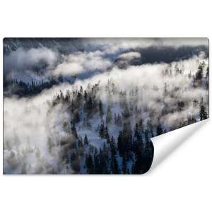 Fototapeta Las we mgle FT-14