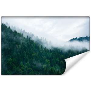 Fototapeta Las we mgle FT-18