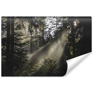 Fototapeta Las we mgle FT-22