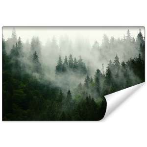 Fototapeta Las we mgle FT-25