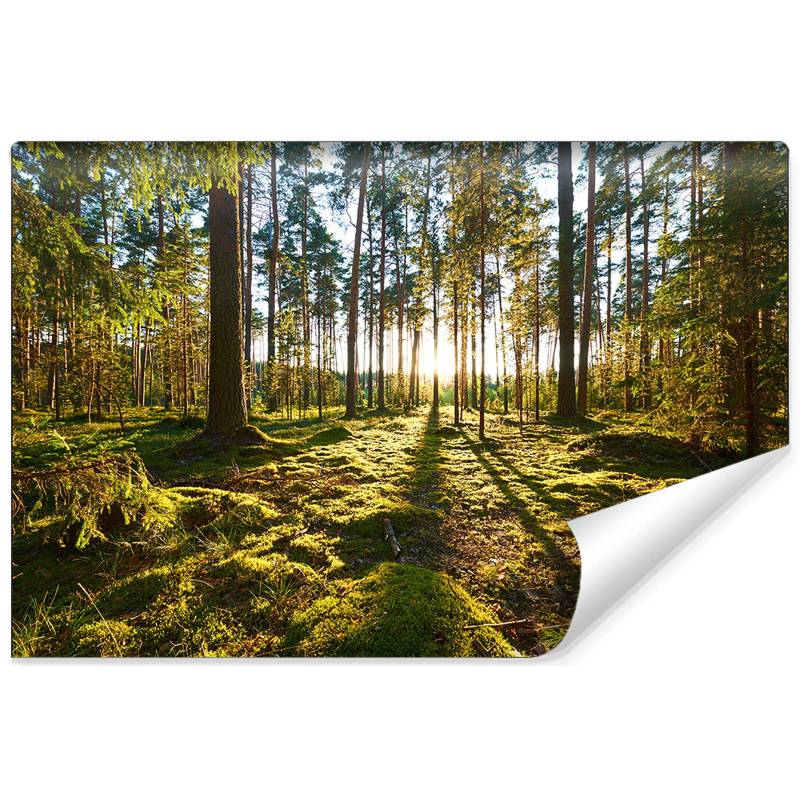 Fototapeta Las Zachód Słońca