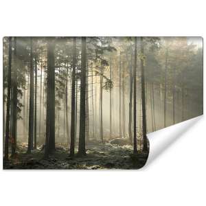 Fototapeta Las Drzewa Mgła...