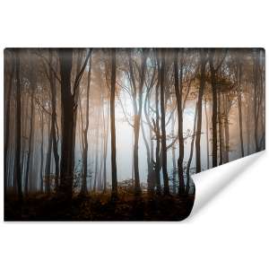 Fototapeta Las Drzewa FT-259