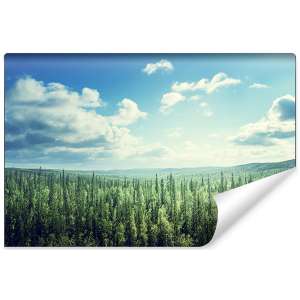 Fototapeta Las Drzewa Niebo...