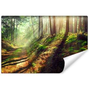 Fototapeta Las Natura FT-262