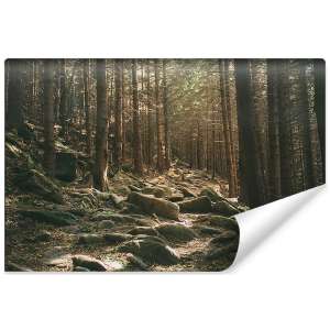 Fototapeta Las Drzewa Kamienie