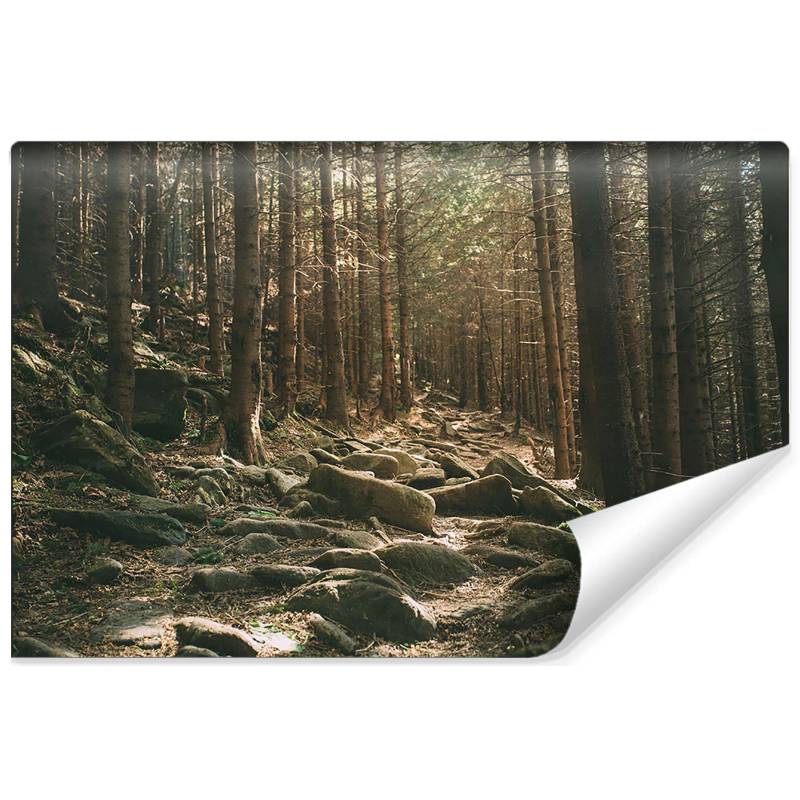 Fototapeta Las Drzewa Kamienie