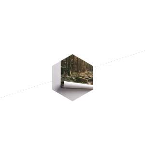 Fototapeta Las Drzewa Kamienie