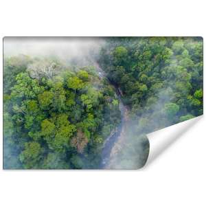 Fototapeta Las we mgle FT-456