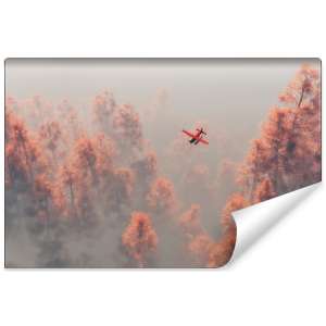 Fototapeta Las we mgle FT-458