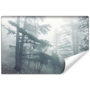 Fototapeta Las we mgle FT-459