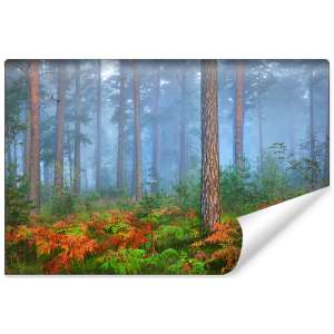 Fototapeta Las we mgle FT-460