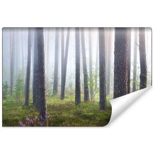 Fototapeta Las we mgle FT-462