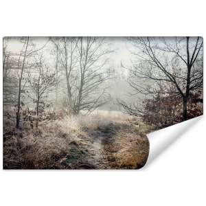 Fototapeta Las we mgle FT-467