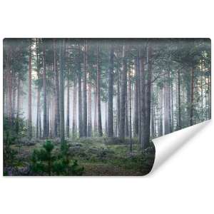 Fototapeta Las we mgle FT-472