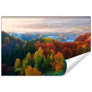 Fototapeta Las we mgle FT-477