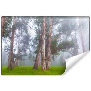 Fototapeta Las we mgle FT-478