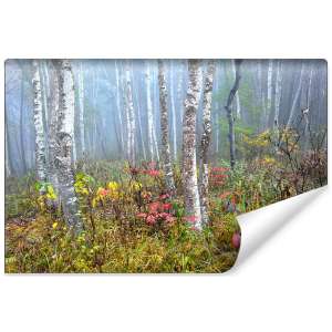 Fototapeta Las we mgle FT-479