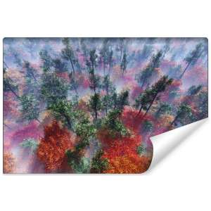 Fototapeta Las we mgle FT-484