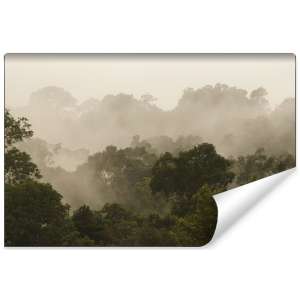 Fototapeta Las we mgle FT-490