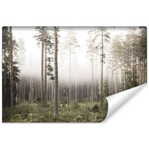 Fototapeta Las we mgle FT-492