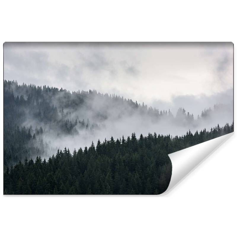 Fototapeta Mglisty Las Sosnowy