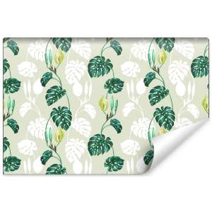 Fototapeta Liście Monstera...