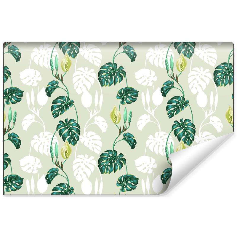 Fototapeta Liście Monstera