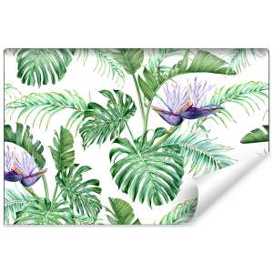 Fototapeta Liście Monstera...