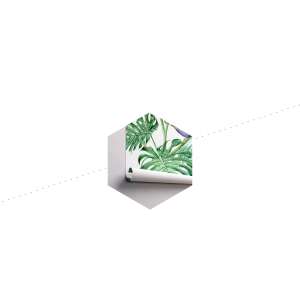Fototapeta Liście Monstera