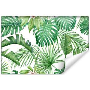 Fototapeta Liście Monstera...