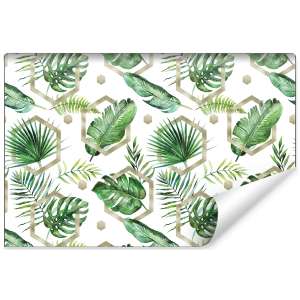 Fototapeta Liście Monstera...