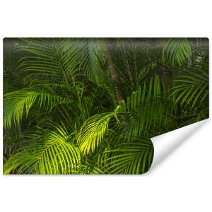 Fototapeta Liście Palmowe...