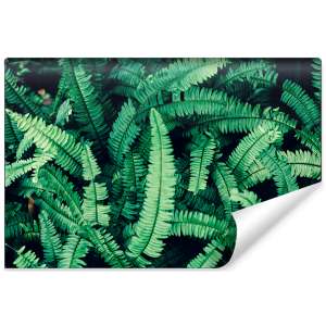 Fototapeta Liście Paproci...