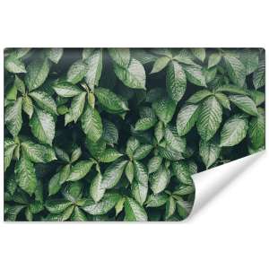 Fototapeta Liście Natura...