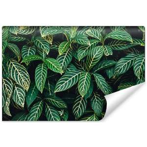 Fototapeta Liście...