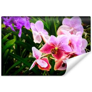 Fototapeta Kolorowe Orchidee 3D