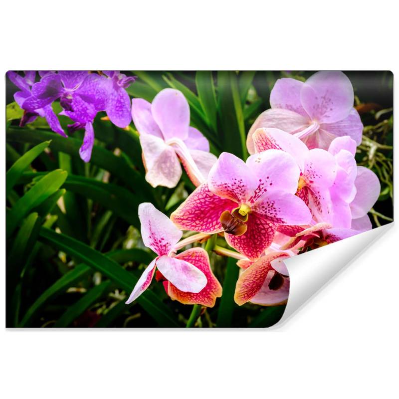 Fototapeta Kolorowe Orchidee 3D