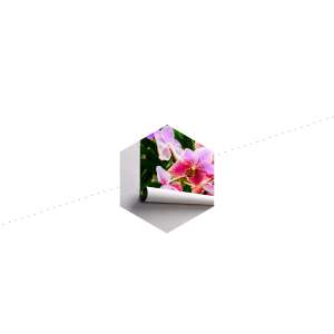 Fototapeta Kolorowe Orchidee 3D