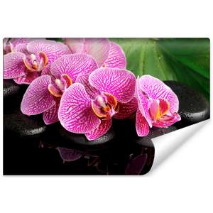 Fototapeta Orchidea Spa