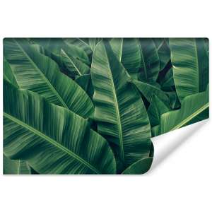 Fototapeta Tropikalne...