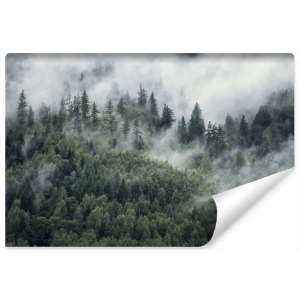 Fototapeta Las w porannej...