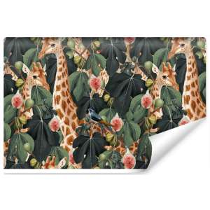 Fototapeta Żyrafy pośród...