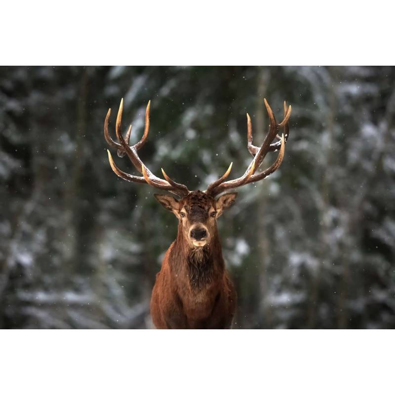 Fototapeta Jeleń W Lesie