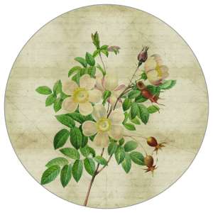 Fototapeta Okrągła Rycina...